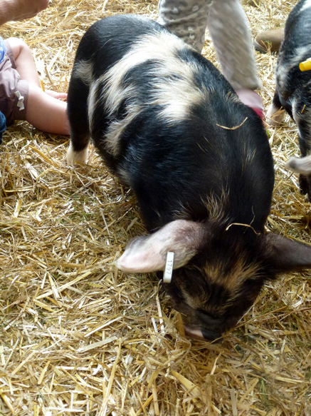 Adorable piglets
