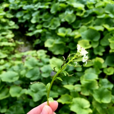 wasabi flower