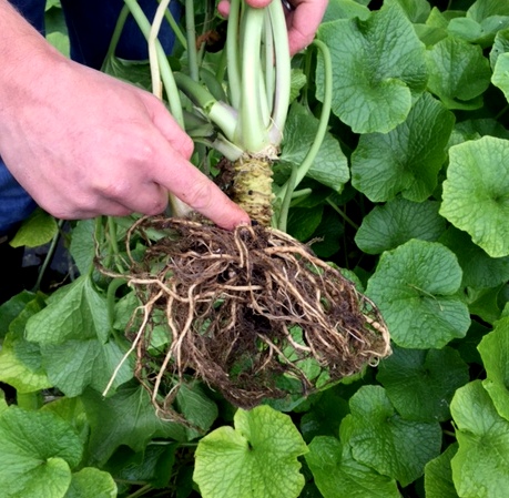 wasabi rhizome