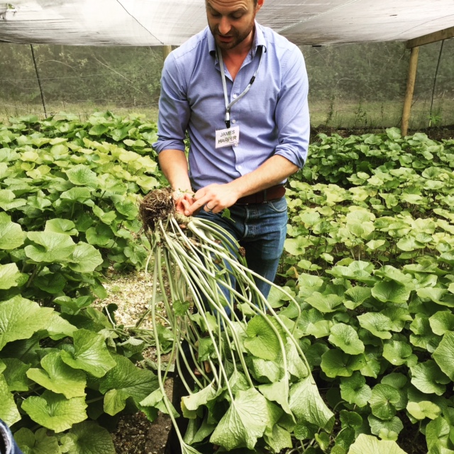 whole wasabi plant
